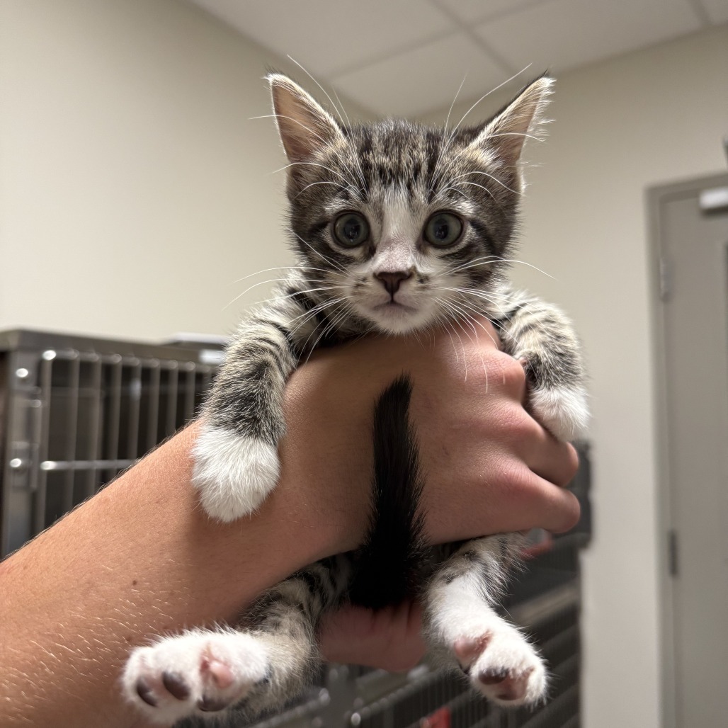 Pippen, an adoptable Domestic Short Hair in Cody, WY, 82414 | Photo Image 1