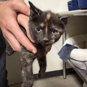 Addy, Baby Female Domestic Short Hair