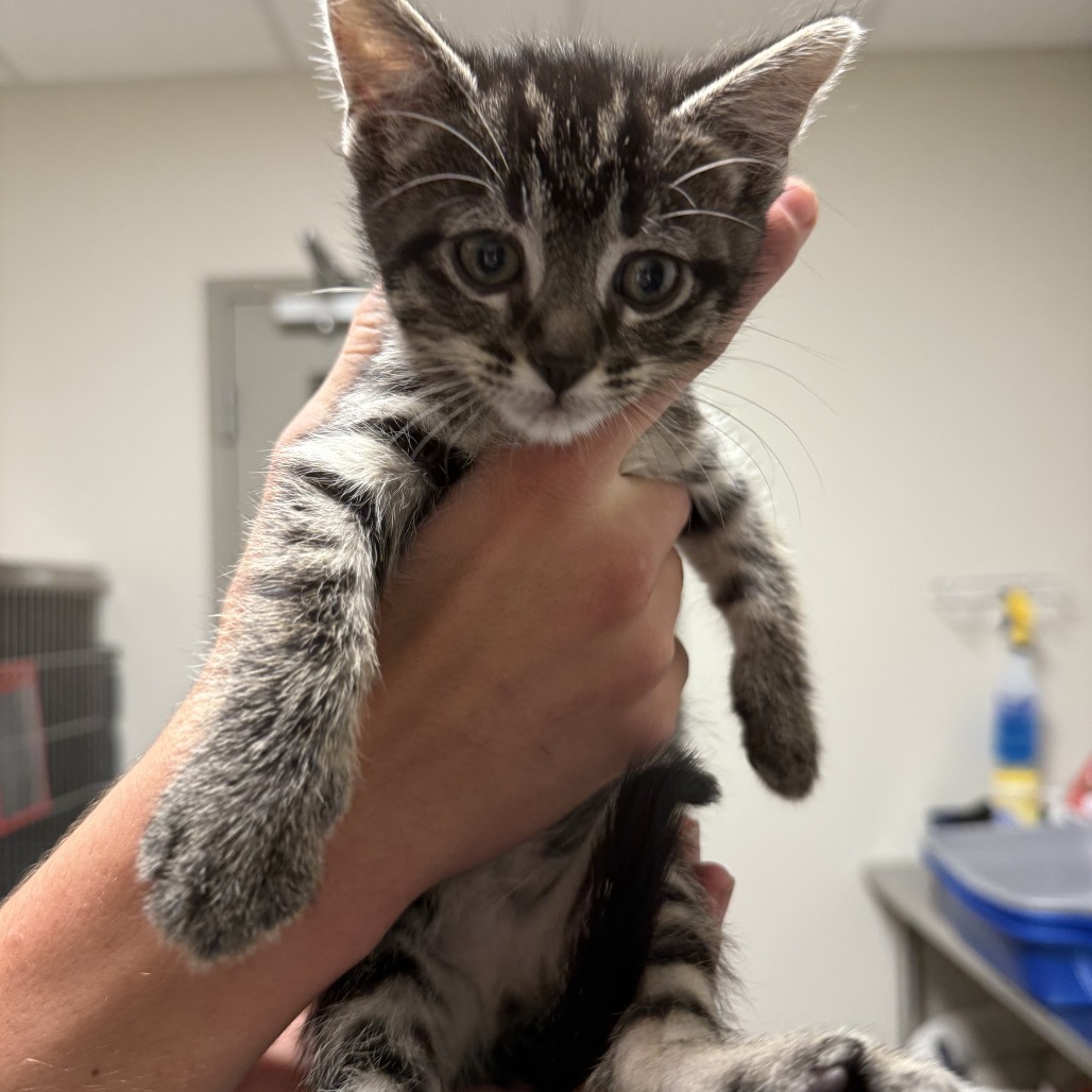 Sam, an adoptable Domestic Short Hair in Cody, WY, 82414 | Photo Image 1