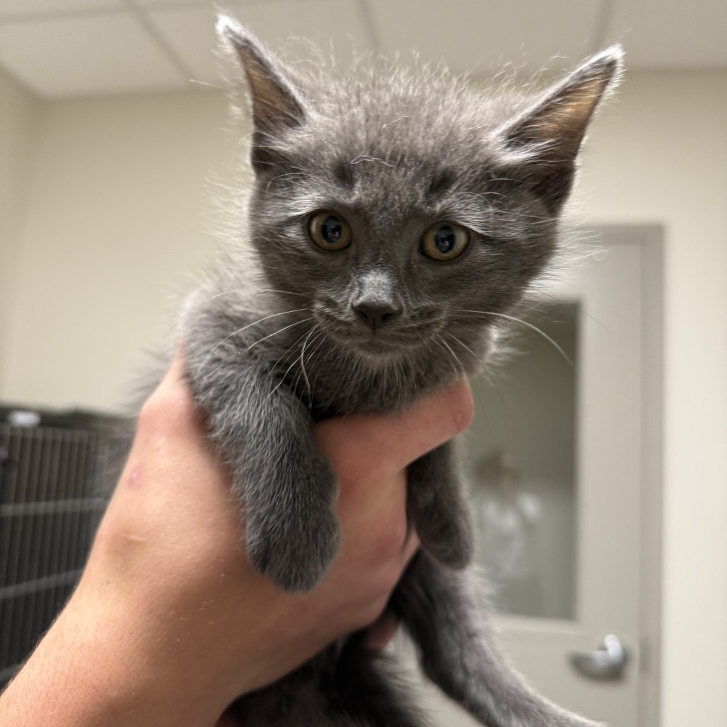 Gandalf, an adoptable Domestic Short Hair in Cody, WY, 82414 | Photo Image 1