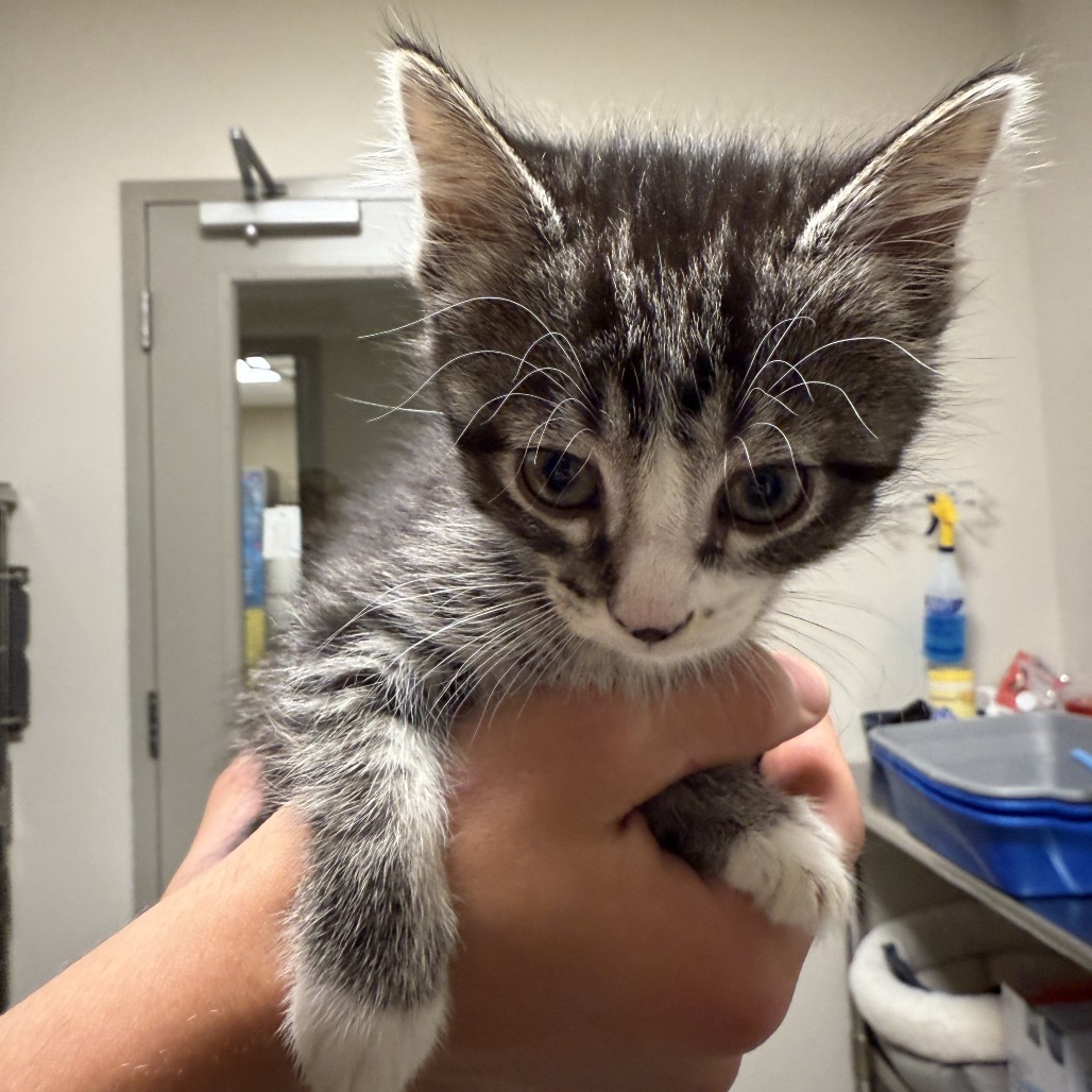 Merry, an adoptable Domestic Short Hair in Cody, WY, 82414 | Photo Image 1