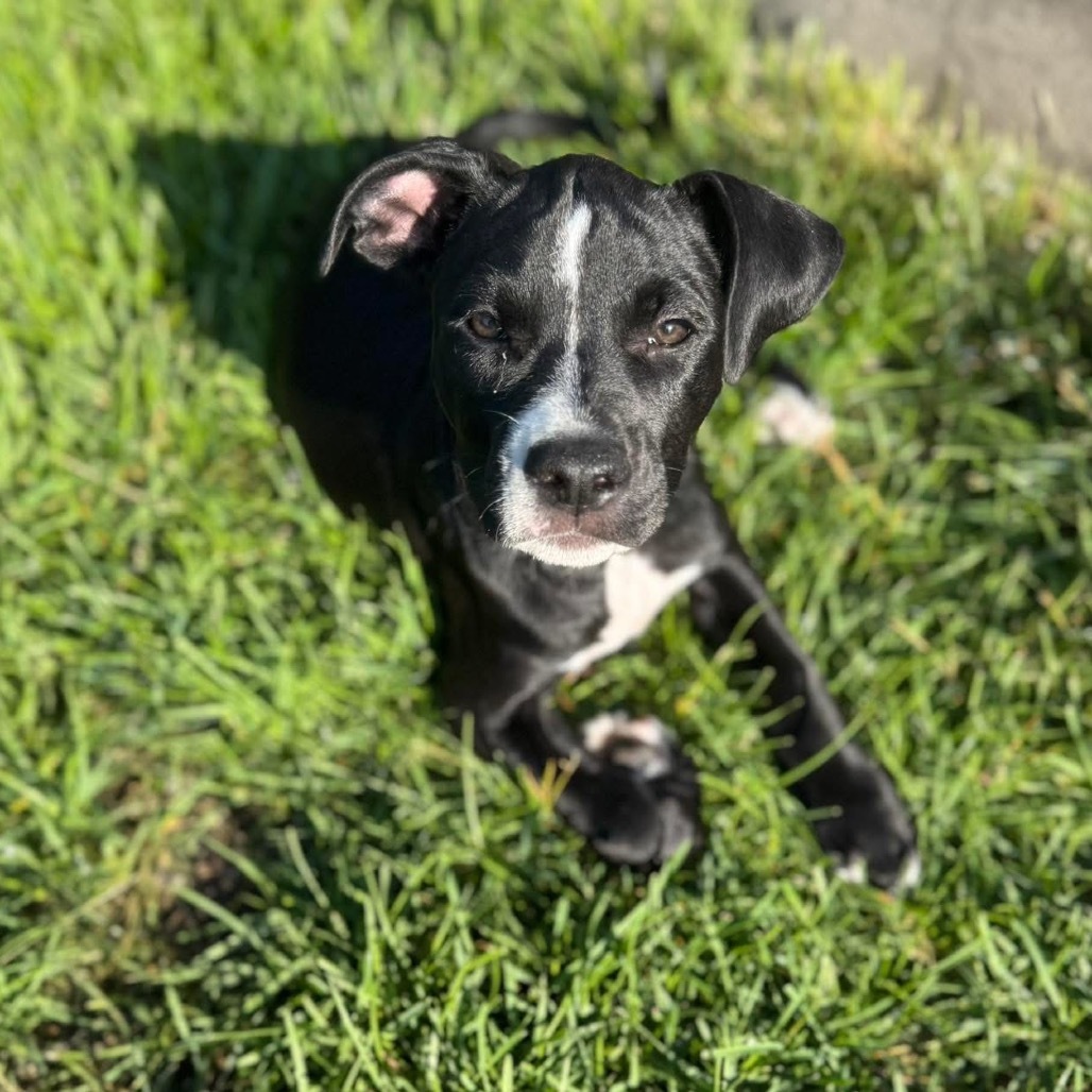 Enzo