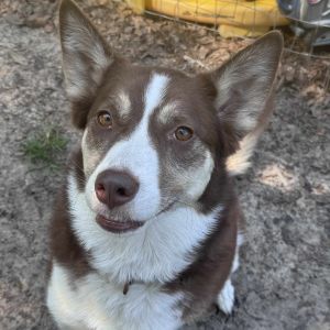 Eileen, Adult Female Siberian Husky