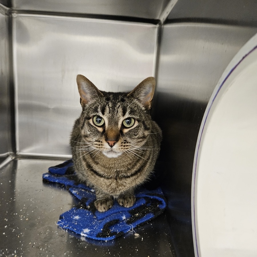 Luna, an adoptable Domestic Short Hair in Rexburg, ID, 83440 | Photo Image 1
