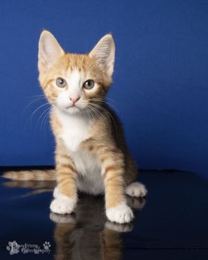Blaze Domestic Short Hair Cat