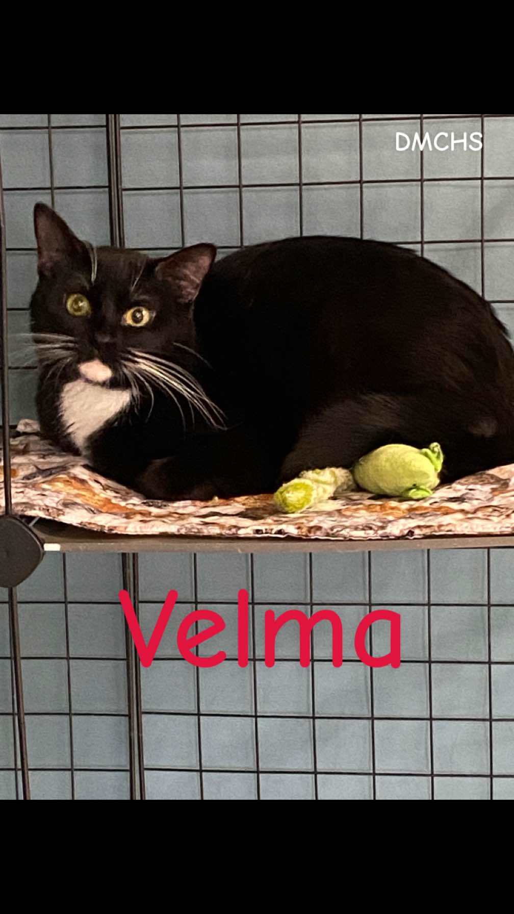 Velma