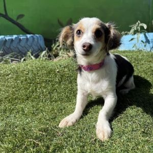 Cielo, Baby Female Terrier