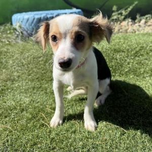 Sol, Baby Female Terrier