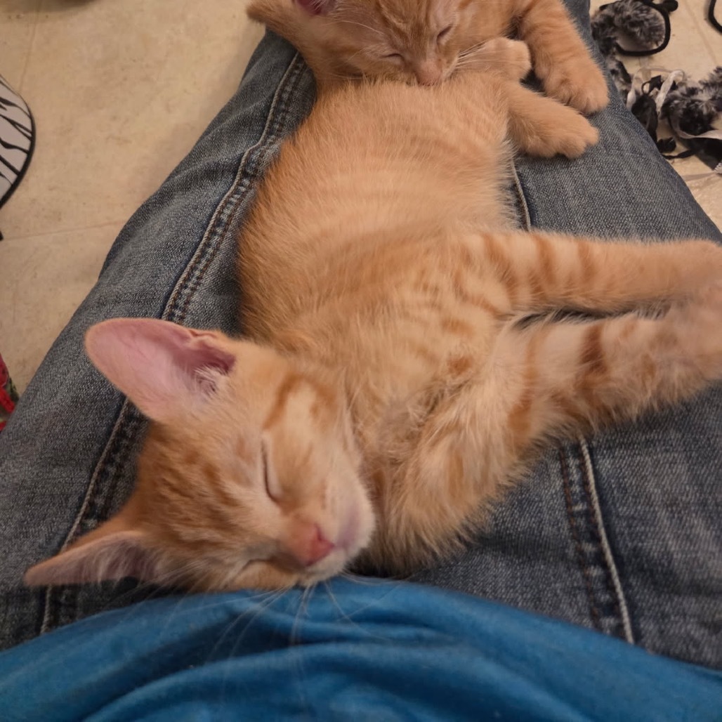 Smartie (blue), an adoptable Domestic Short Hair in Talent, OR, 97540 | Photo Image 1
