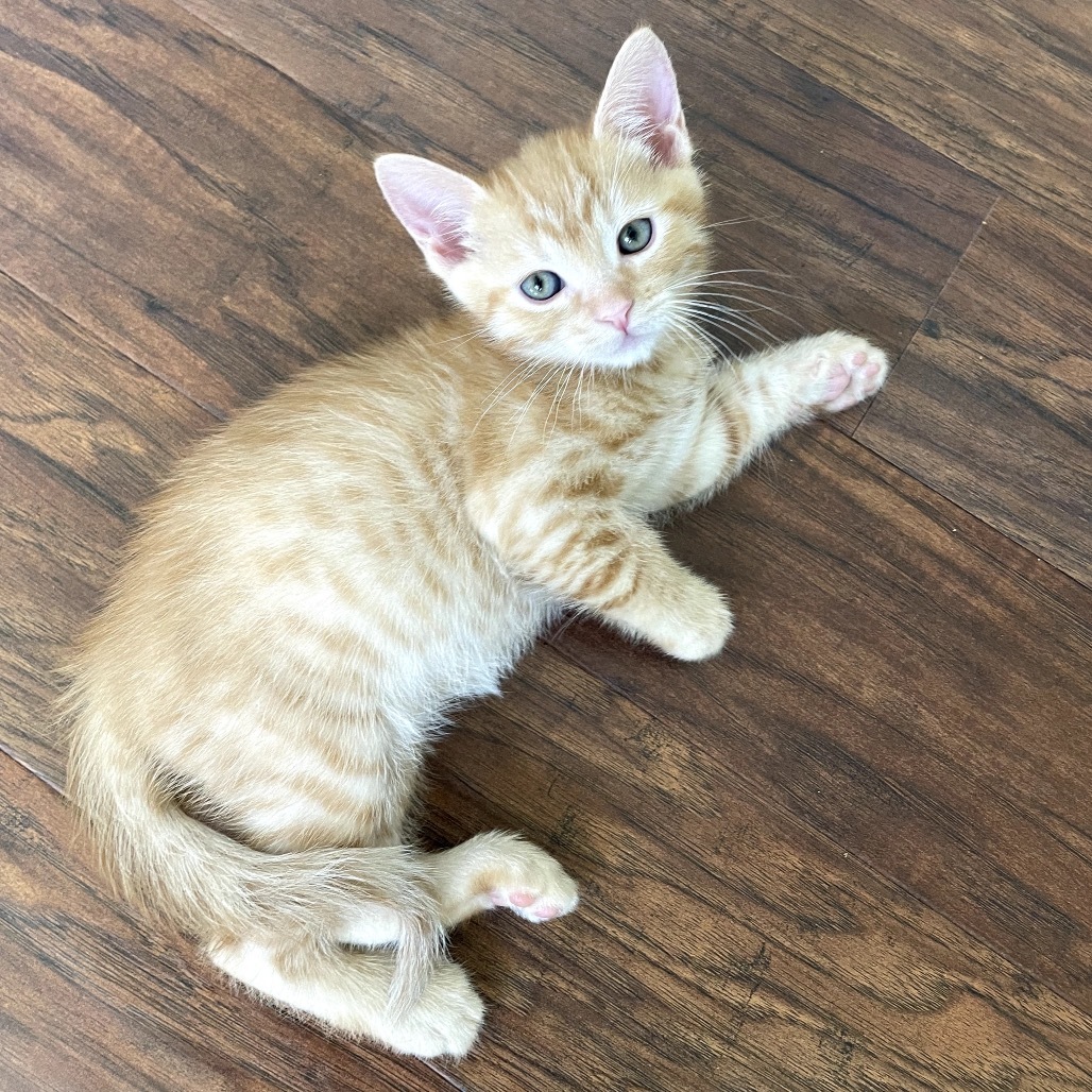 Smartie (blue), an adoptable Domestic Short Hair in Talent, OR, 97540 | Photo Image 2