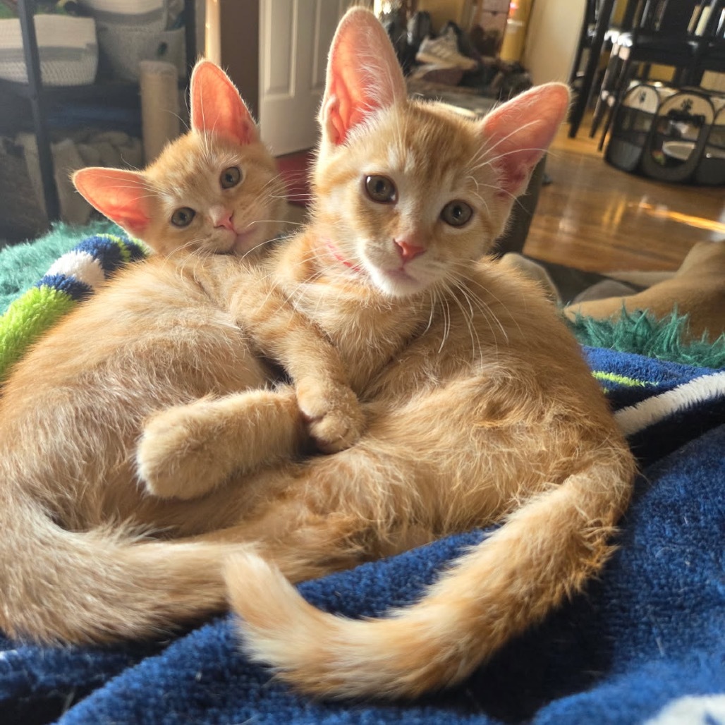 Smartie (blue), an adoptable Domestic Short Hair in Talent, OR, 97540 | Photo Image 3