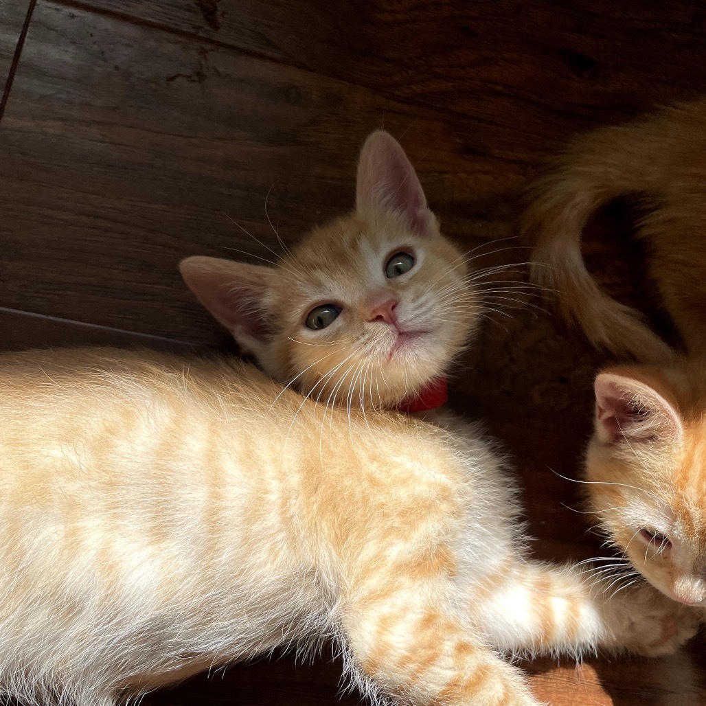 Twizzler (red), an adoptable Domestic Short Hair in Talent, OR, 97540 | Photo Image 2