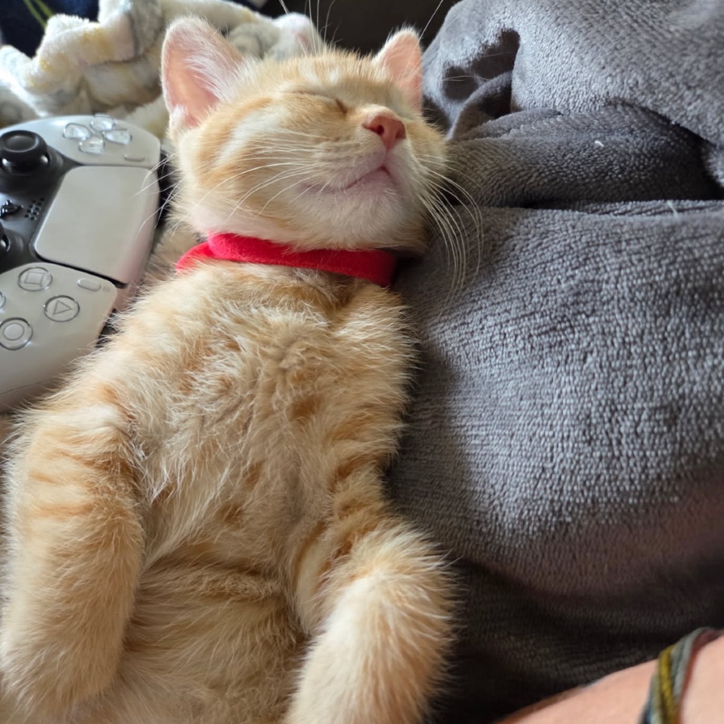 Twizzler (red), an adoptable Domestic Short Hair in Talent, OR, 97540 | Photo Image 3