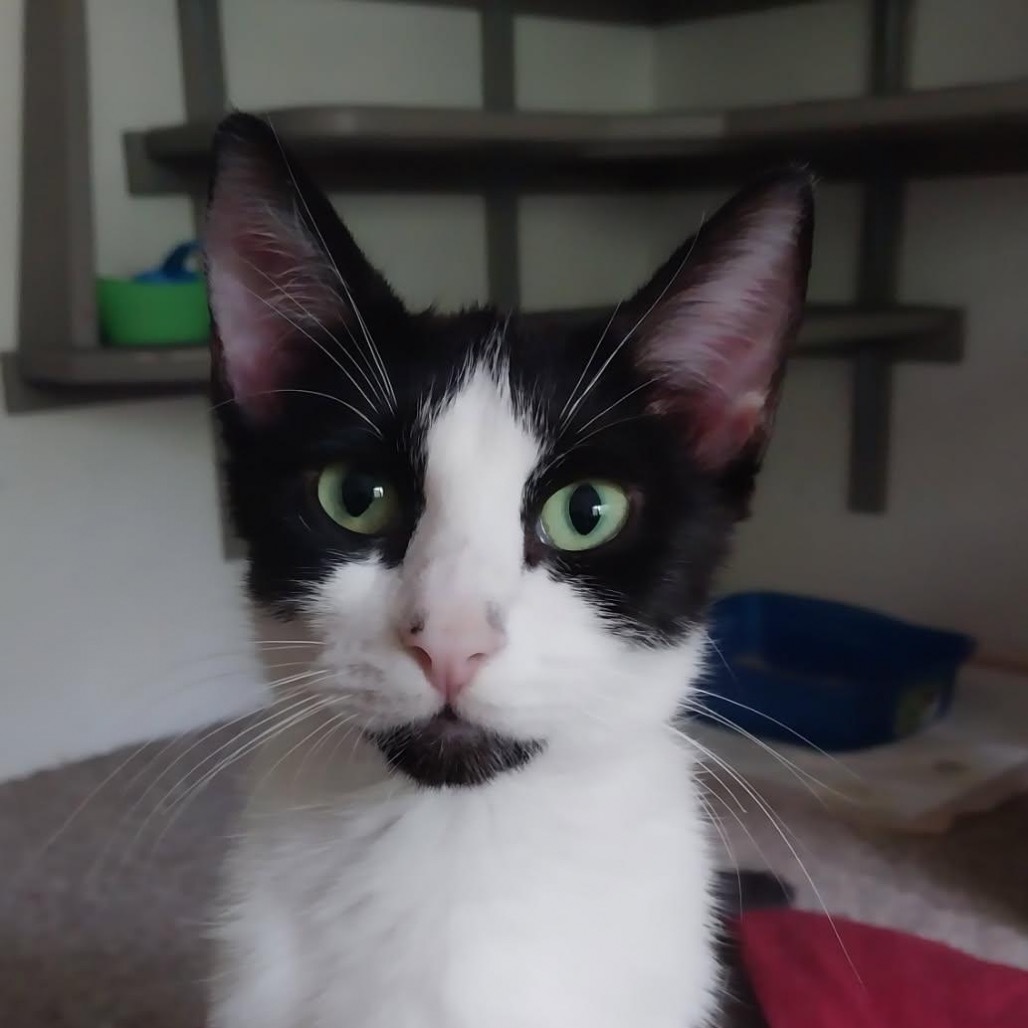 Emma, an adoptable Domestic Short Hair in Baker City, OR, 97814 | Photo Image 1