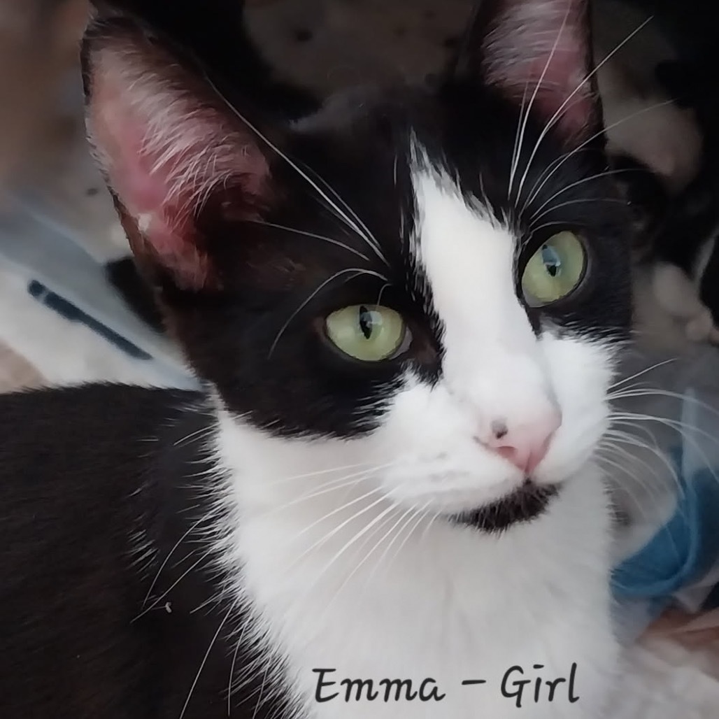 Emma, an adoptable Domestic Short Hair in Baker City, OR, 97814 | Photo Image 2