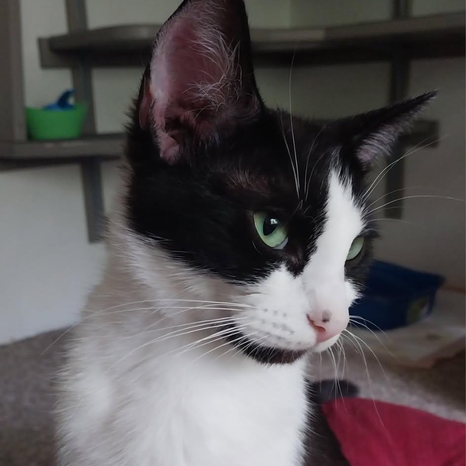 Emma, an adoptable Domestic Short Hair in Baker City, OR, 97814 | Photo Image 3