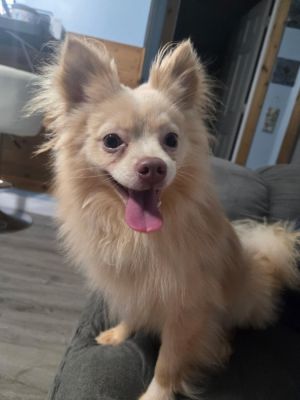 Nike Swoosh, Adult Male Pomeranian