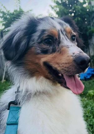 Beau, Adult Male Australian Shepherd