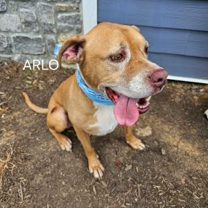 Arlo SCP, Senior Male Pit Bull Terrier