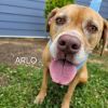 Arlo SCP photo 2