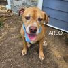 Arlo SCP photo 4