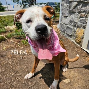 Zelda SCP, Senior Female Pit Bull Terrier