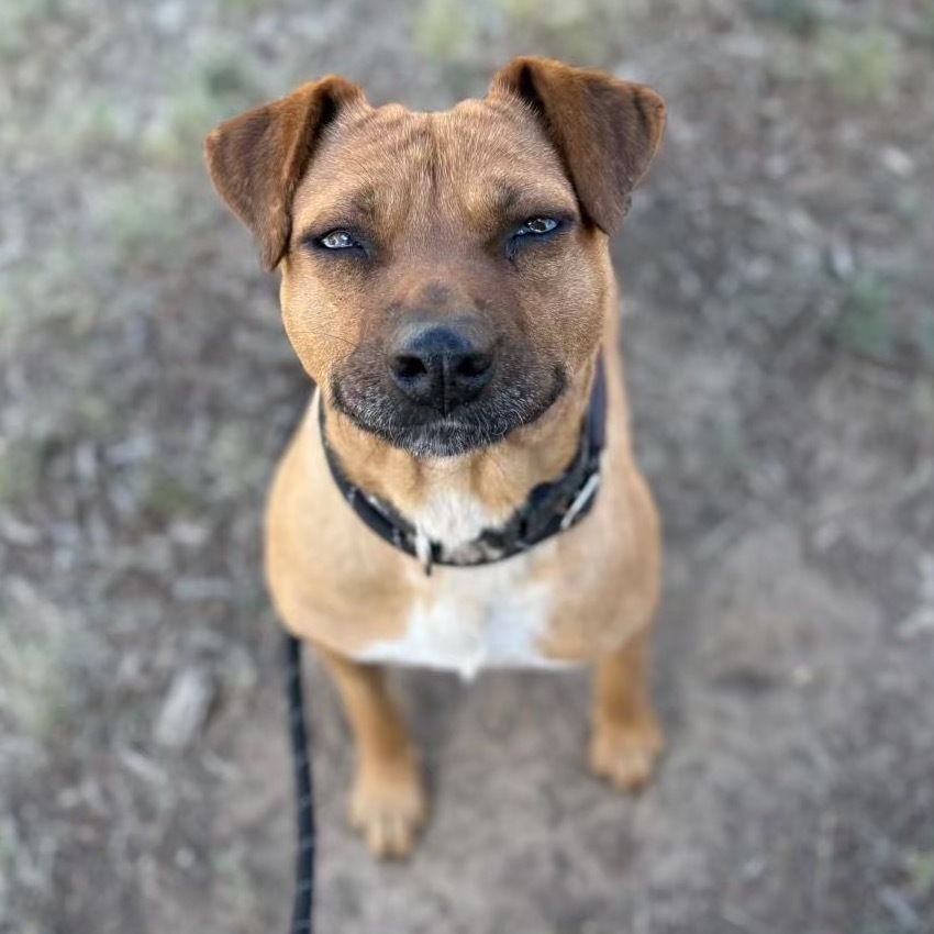 Allie - Sweet Girl! Loves dogs!