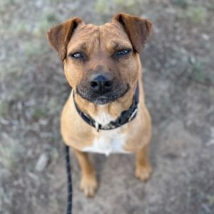 Allie - Needs home w/ another dog!
