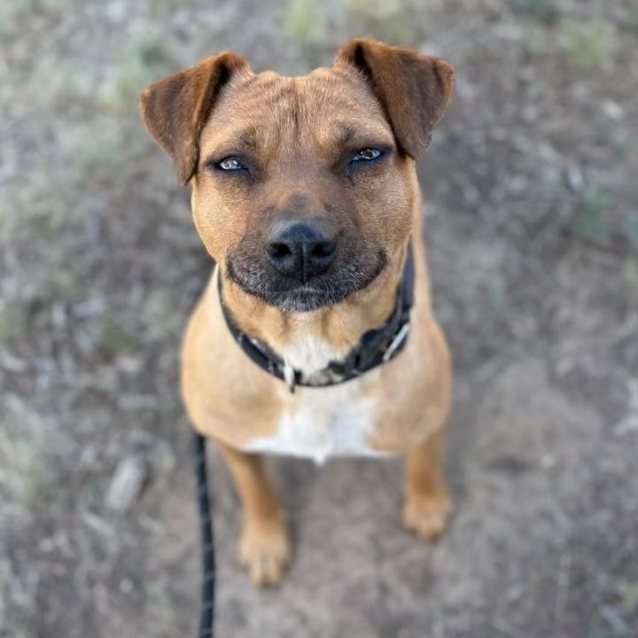 Allie - Needs home w/ another dog! 1