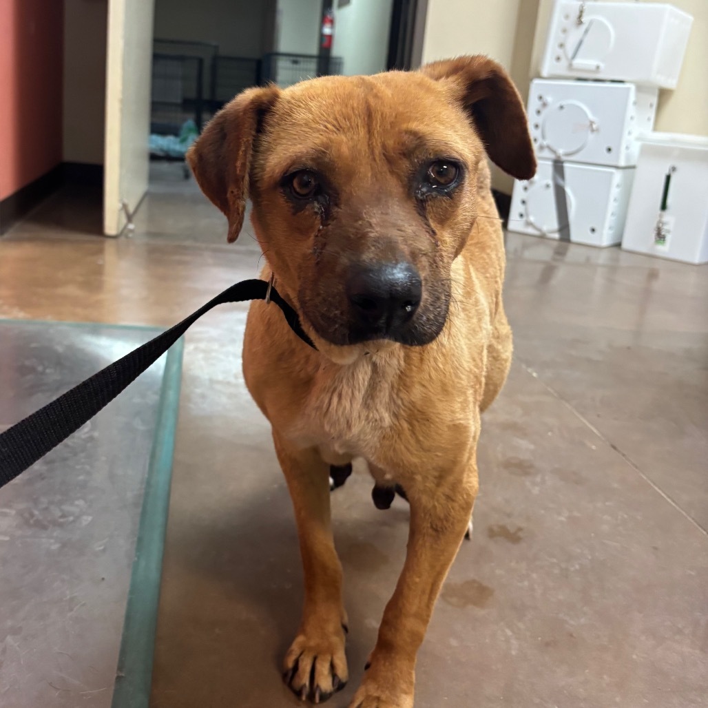 Allie - Sweet Girl! Loves dogs!