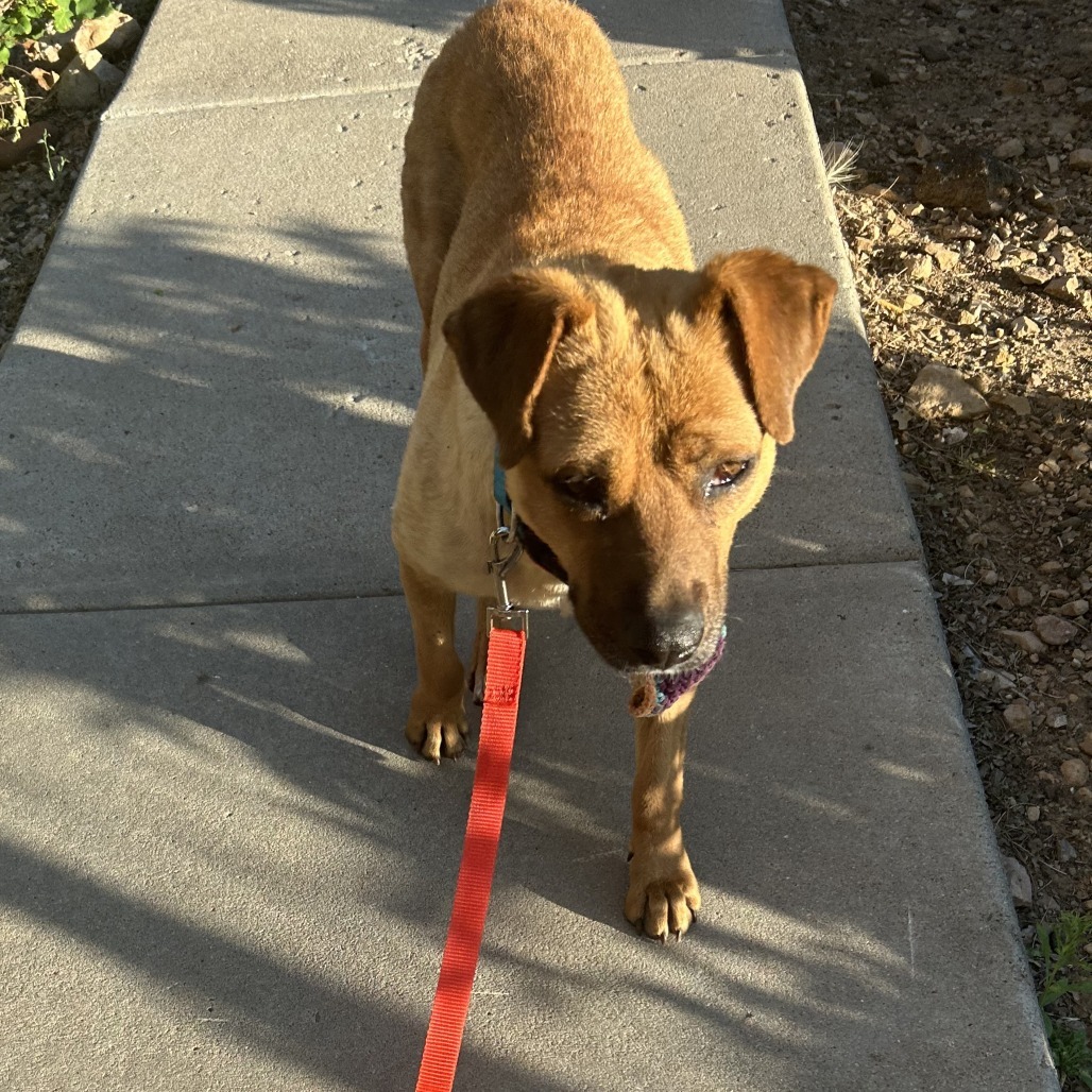 Allie - Sweet Girl! Loves dogs!