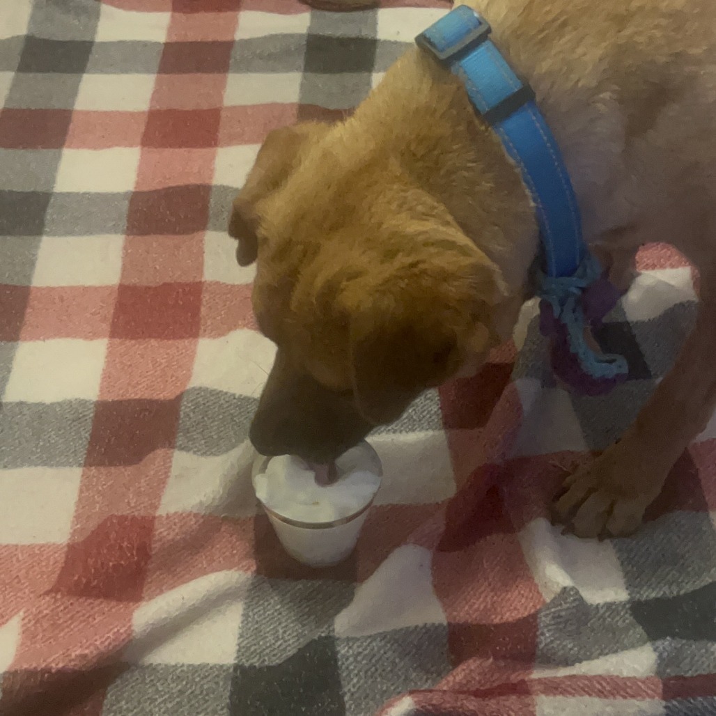 Allie - Needs home w/ another dog!