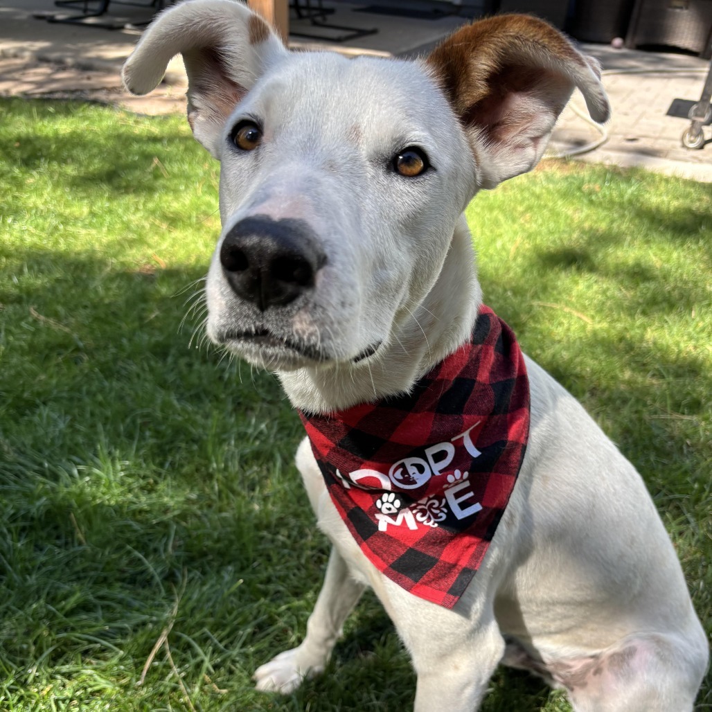 Biff - Dog Friendly, Handsome Boy!