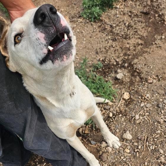 Biff - Dog Friendly, Handsome Boy!