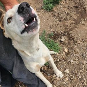 Biff - Dog Friendly, Handsome Boy!, Young Male American Staffordshire Terrier