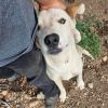 Biff - Dog Friendly, Handsome Boy! photo 2