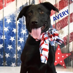 Avery, Young Female Black Labrador Retriever