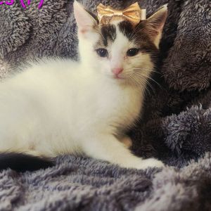 Frances, Baby Female Domestic Short Hair