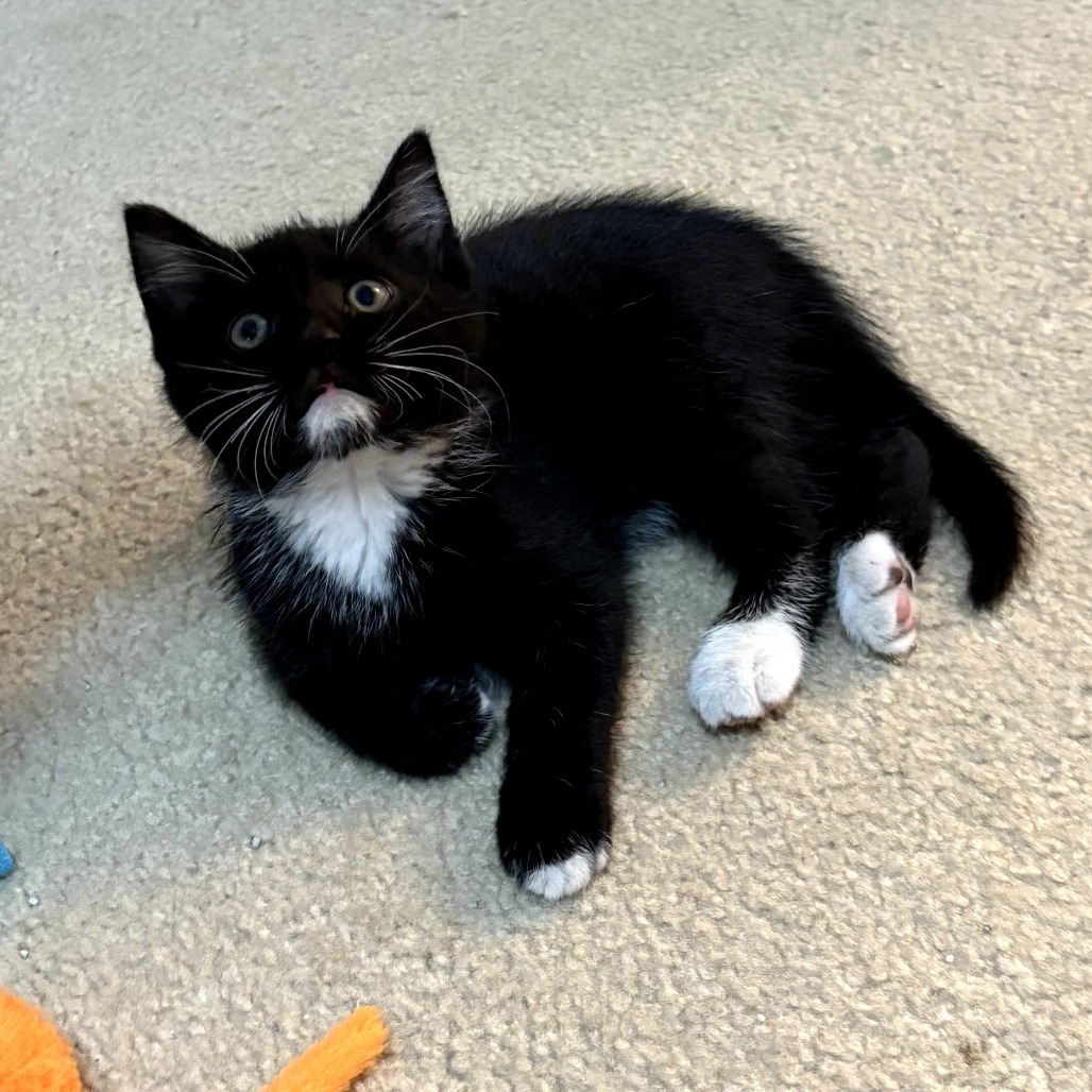 Biscuit