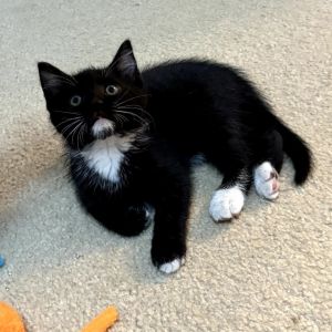 Biscuit, Baby Male unknown