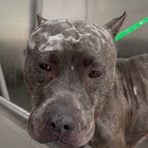 Pearl, Adult Female Pit Bull Terrier