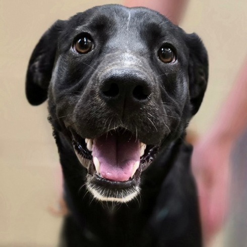Shatzi, an adoptable Mixed Breed in Wickenburg, AZ, 85390 | Photo Image 1