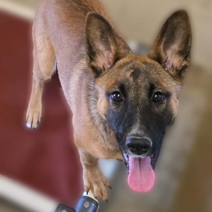 Hurricane, an adoptable Shepherd in Wickenburg, AZ, 85390 | Photo Image 1
