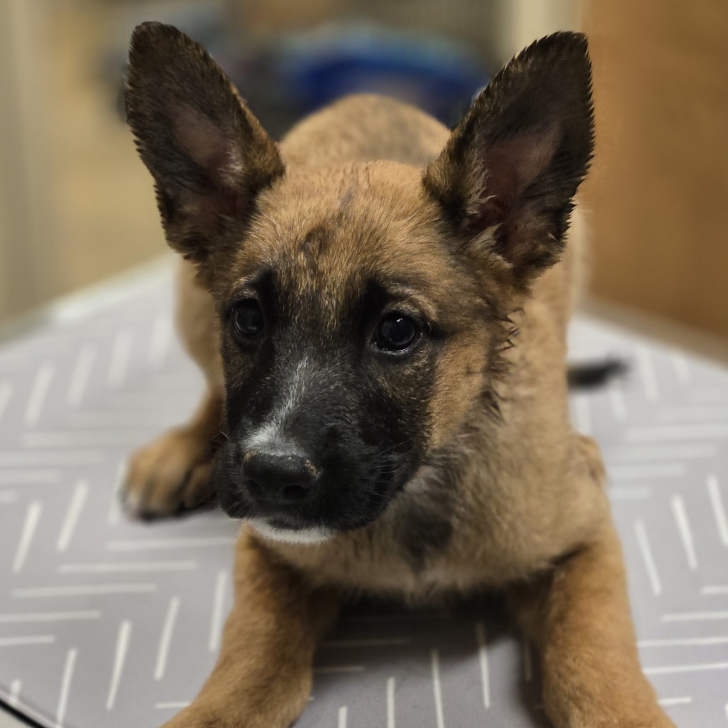 Hurricane, an adoptable Shepherd in Wickenburg, AZ, 85390 | Photo Image 3