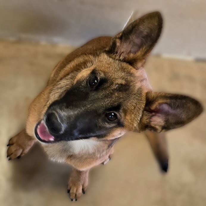 Hurricane, an adoptable Shepherd in Wickenburg, AZ, 85390 | Photo Image 4