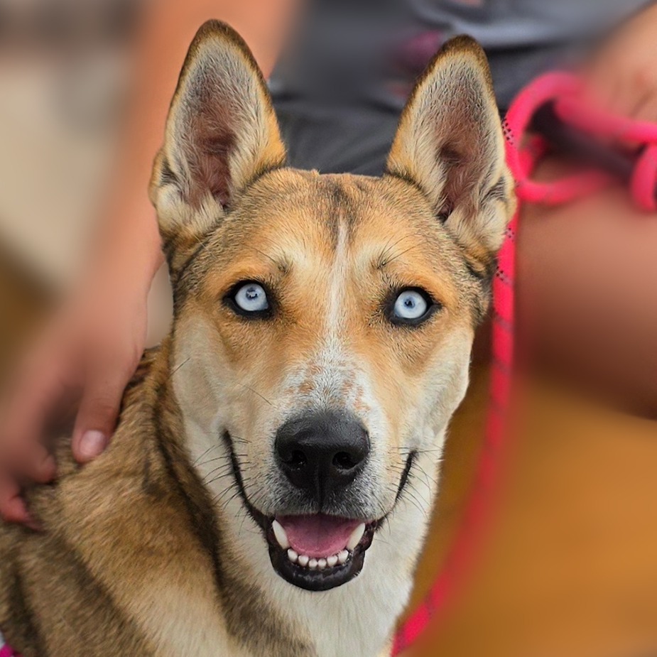 Moxie, an adoptable Husky, Mixed Breed in Wickenburg, AZ, 85390 | Photo Image 1