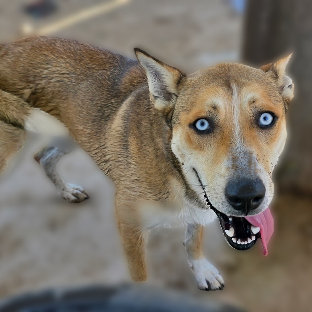 Moxie, an adoptable Husky, Mixed Breed in Wickenburg, AZ, 85390 | Photo Image 2