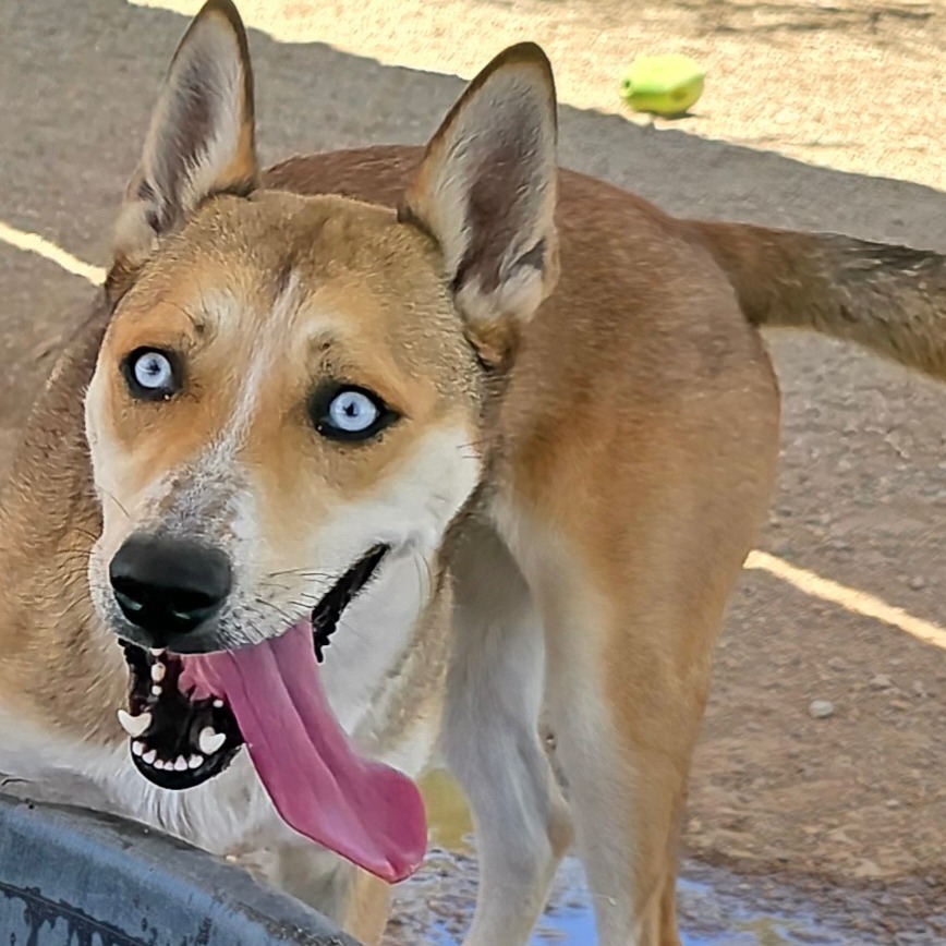 Moxie, an adoptable Husky, Mixed Breed in Wickenburg, AZ, 85390 | Photo Image 3