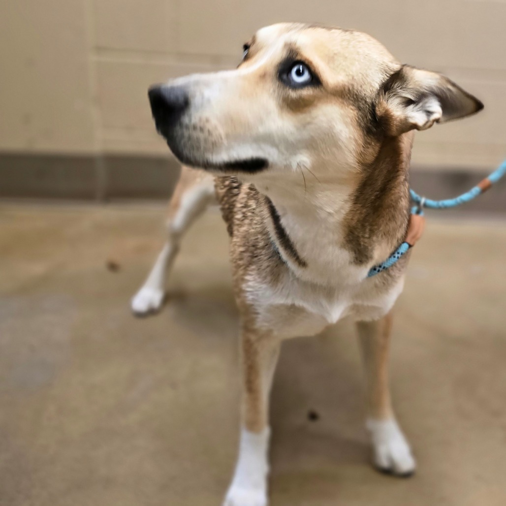 Moxie, an adoptable Husky, Mixed Breed in Wickenburg, AZ, 85390 | Photo Image 4