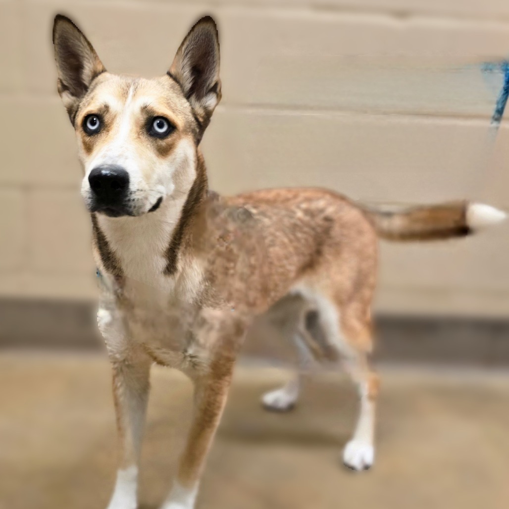 Moxie, an adoptable Husky, Mixed Breed in Wickenburg, AZ, 85390 | Photo Image 5